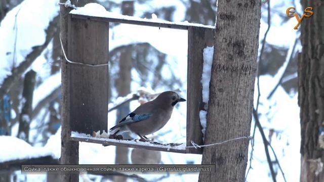 Кареза, ямщик, большак и синяя синица / Jay, nuthatch, great tit and blue tit смотреть онлайн