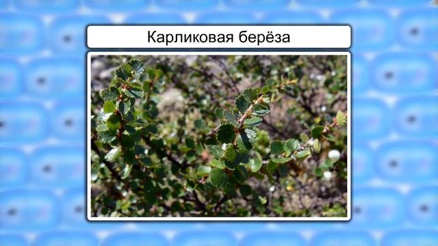 Основные экологические факторы и их влияние на растения. Видеоурок по биологии 6 класс смотреть онлайн