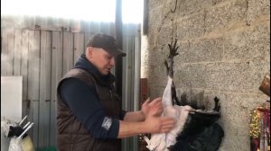 Ощипывание птицы с помощью парогенератора и соды. По советам подписчиков.