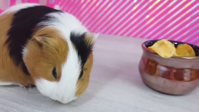 Свинка Бузя и Вера Поменялись Телами | Обмен Телами Челлендж смотреть онлайн