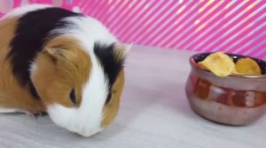 Свинка Бузя и Вера Поменялись Телами | Обмен Телами Челлендж