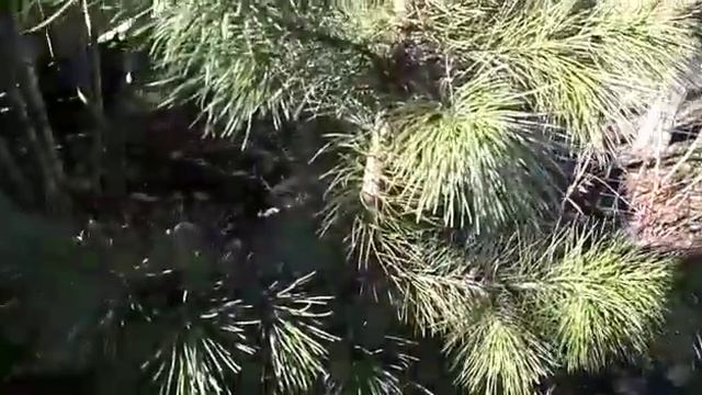 Сосна кедровая смотреть онлайн