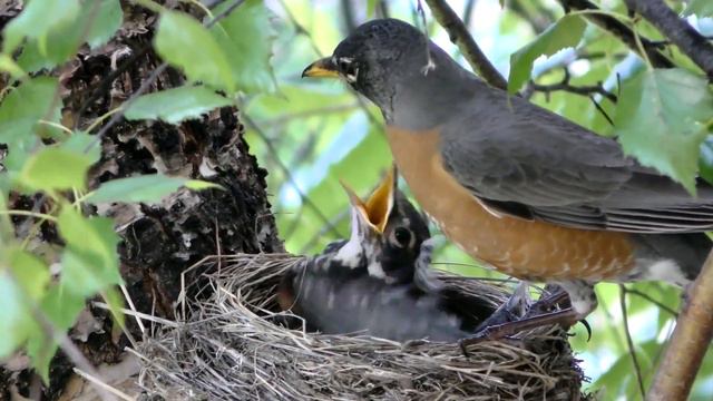 Почему конфеты "Птичье молоко" так называются смотреть онлайн