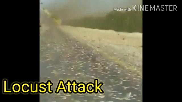 BILLIONS OF INSECTS ATTACK UAE смотреть онлайн