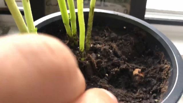 Укоренение базилика. Базилик выращивание