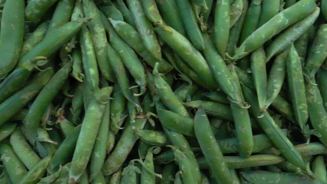 Beneficios de las legumbres - Día Mundial de las Legumbres смотреть онлайн