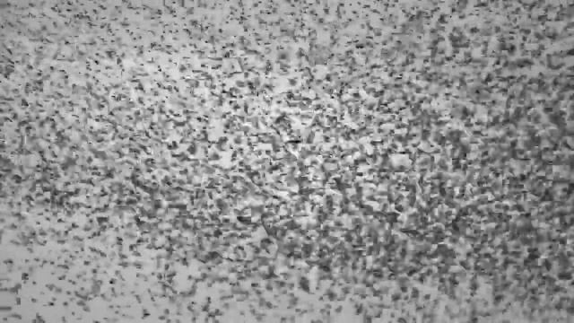 А вы наблюдали мурмурацию? | Занимательный факт из жизни птиц| Смотреть до конца! смотреть онлайн