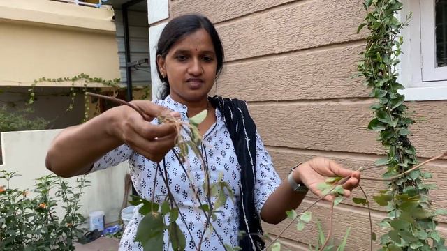 Morning Glory Plant Care And Propogation| Terrace Garden Tour | Telugu Home Gardener