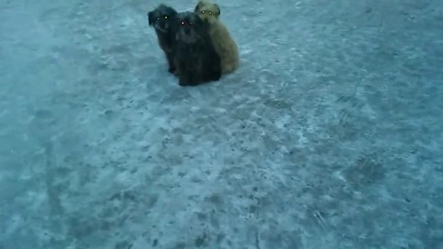 Собаки-замерзаки смотреть онлайн