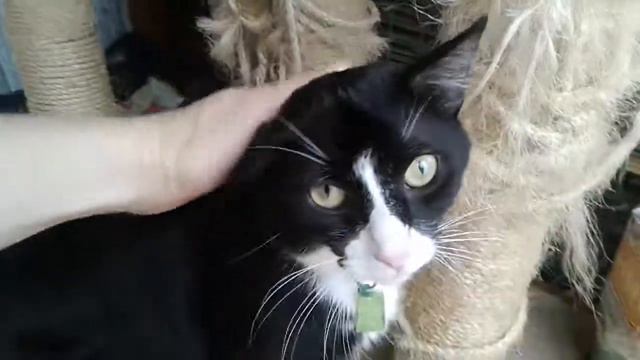 Кот Ластик ищет дом смотреть онлайн