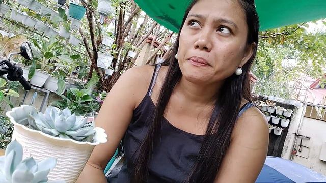 HYBRID SNOW BUNNY  ECHEVERIA SUCCULENT/ INDAYDONAY #snowbunny #succulent #caretips #succulentslover