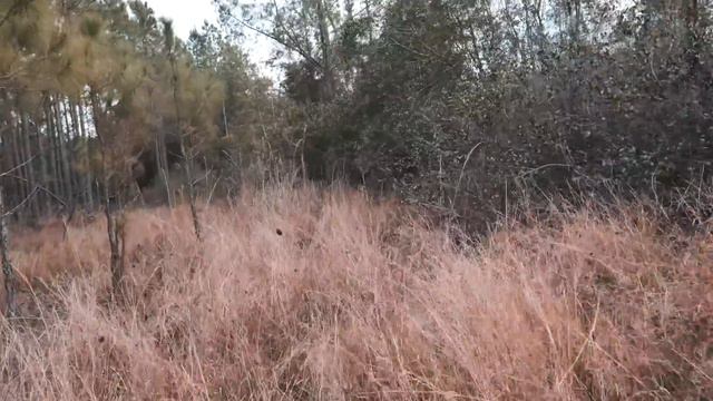 Hunting FERAL HOGS with Dogs! - Wild Boar Drives смотреть онлайн