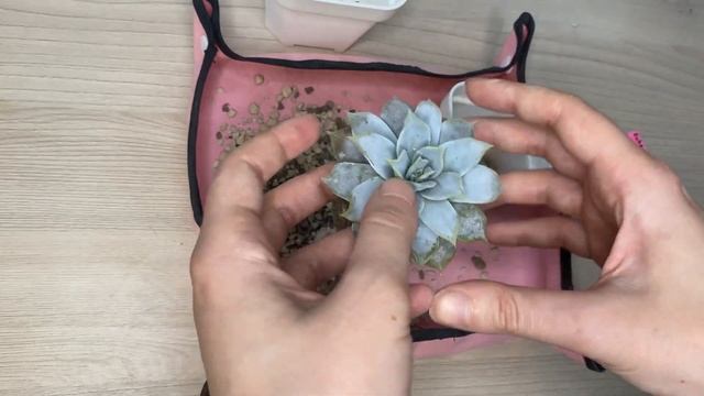 Пересадка Эхеверии Часть 2 // Echeveria Transplant // Эхеверия Лилацина смотреть онлайн