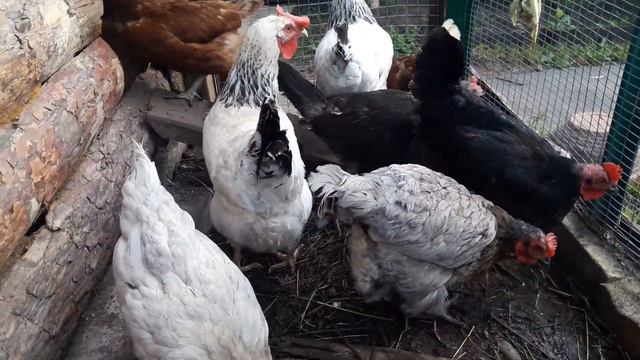 Почему куры не несутся? смотреть онлайн