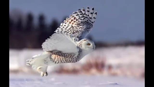 Дети Леса / Труди смотреть онлайн