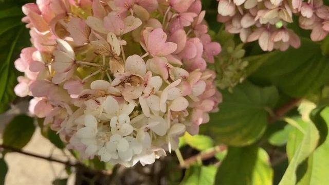 Метельчатые гортензии в сентябре// Обзор сортов// смотреть онлайн