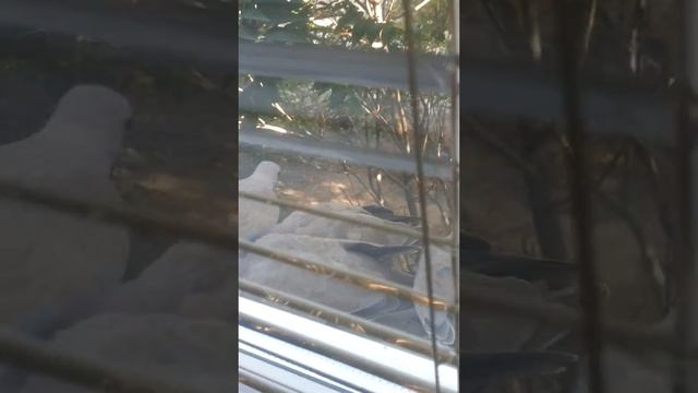 Малая горлица в городе кормежка. смотреть онлайн