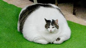 Приколы с котами!? Самые ?смешные животные 2024 С ОЗВУЧКОЙ