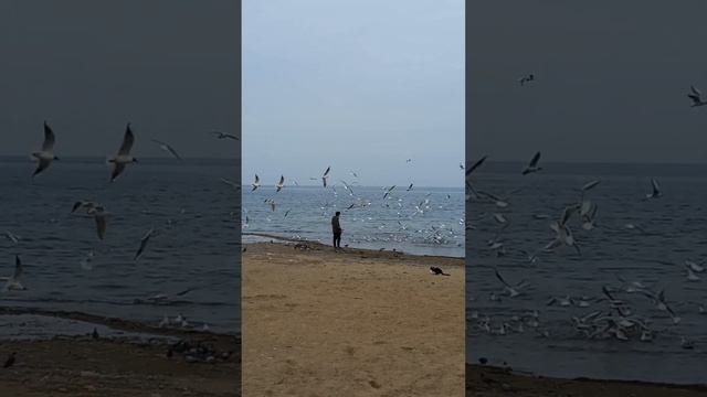 кормление чаек смотреть онлайн