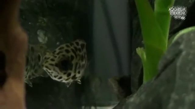 Ктенопома леопардовая Ctenopoma acutirostre 2 смотреть онлайн