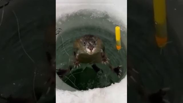 ну что клюёт смотреть онлайн