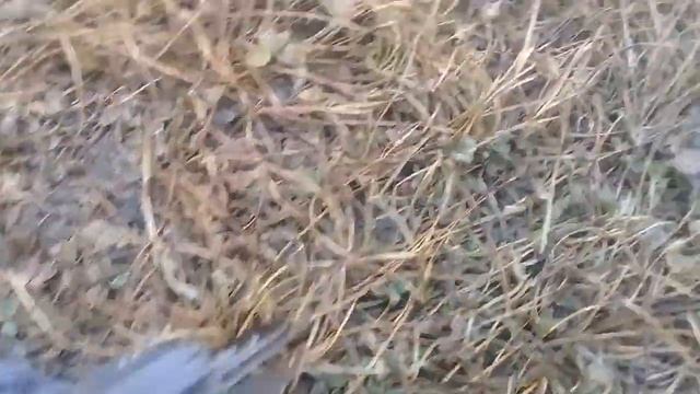 охота на поползня/подстрелил поползня. смотреть онлайн