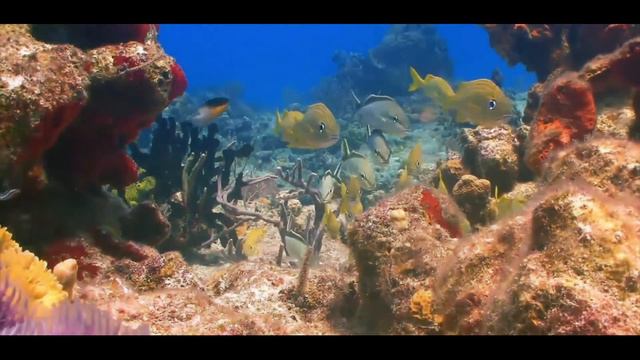 Расслабляющая музыка и подводный мир смотреть онлайн