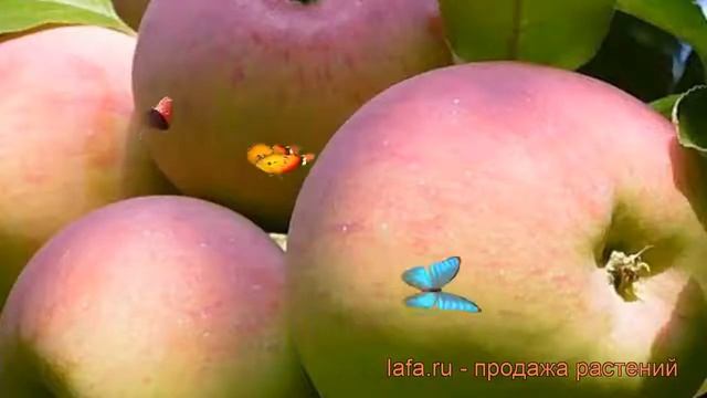 Яблоня обыкновенная Ветеран (malus veteran) ? Ветеран обзор: как сажать, саженцы яблони Ветеран смотреть онлайн