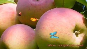 Яблоня обыкновенная Ветеран (malus veteran) ? Ветеран обзор: как сажать, саженцы яблони Ветеран