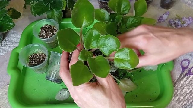 Почему плохо растут фиалки? Что делать? Фиалки у Алисы. смотреть онлайн