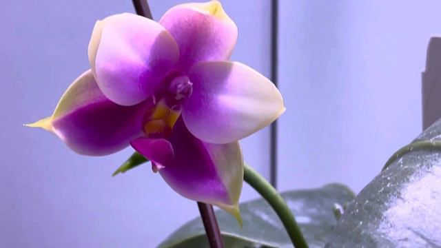 Phalaenopsis bellina blooming. смотреть онлайн
