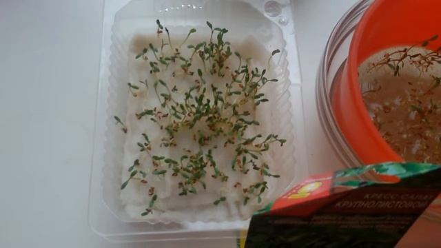 Как вырастить зелень зимой? Кресс-салат на окне.