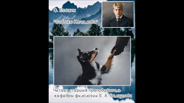 Сергей Есенин «Собаке Качалова» читает Елена Белоусова смотреть онлайн