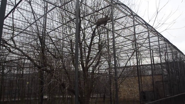 Нежданчик от снежных барсов ! смотреть онлайн