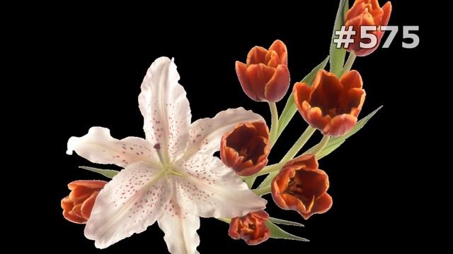 #575. Тюльпаны - очень красивые цветы смотреть онлайн