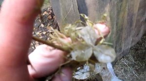 Заготовка силоса тримером в домашних условиях.