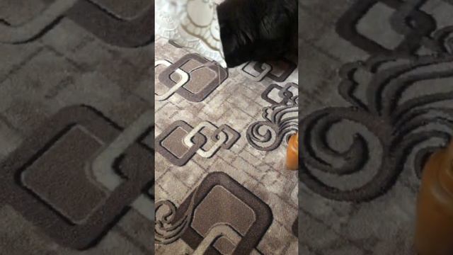 Мэйн кун играет. Любимая игрушка мэйн куна. Как живёт мэйн кун. смотреть онлайн