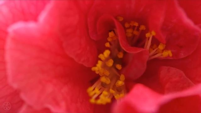 Ана сен бақыттысың жыламағын! | Мұқағали Мақатаев смотреть онлайн