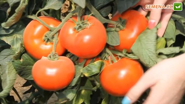 Томат Аксіома F1 (Nunhems) Культура в полі смотреть онлайн