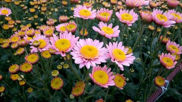 хризантема смотреть онлайн