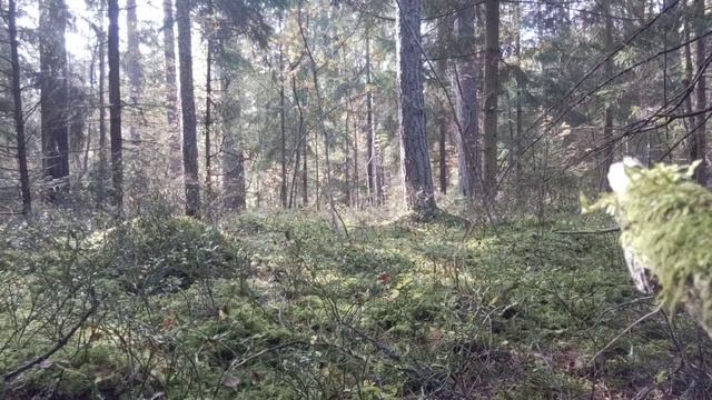 Варган Очира Гергенова и осенний лес смотреть онлайн