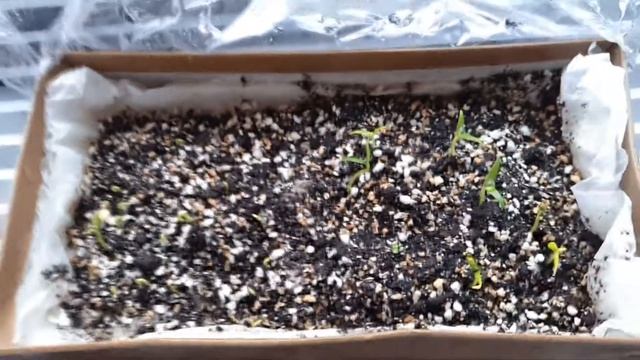 Выращивание перца чили #02. Trinidad Scorpion (Тринидатский скорпион) смотреть онлайн