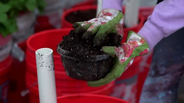 Pamela's Strawberry Container Garden смотреть онлайн