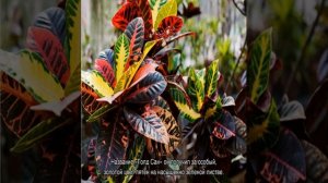 Разновидности цветка кодиеум кротон, его сорта