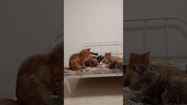 Как же так получились? Котята мейн-кун ы смотреть онлайн