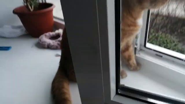 Что нужно для котёнка смотреть онлайн