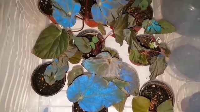 Uncommon Plant Begonia Pavonina (신비스러운 잎 파란빛 파보니나)