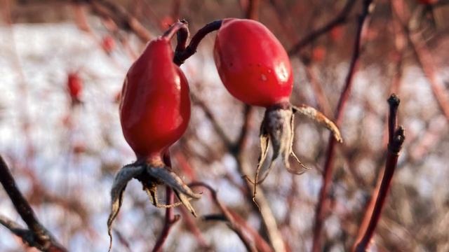 Медитация «Любящей доброты». Метта. Очень тёплая практика. смотреть онлайн