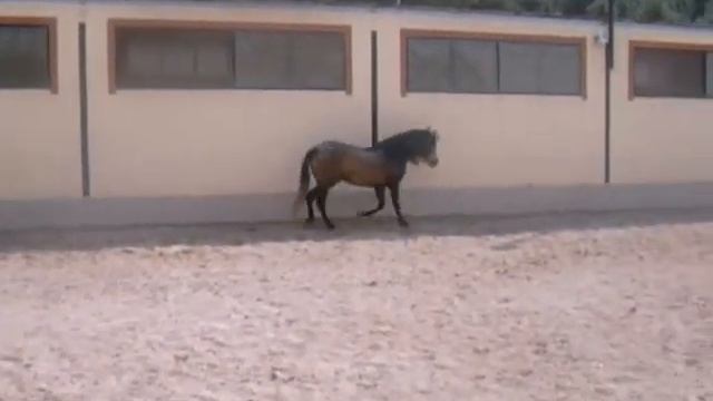 Saltamontes андалузский жеребец на продажу www.spanishhorse.ru смотреть онлайн