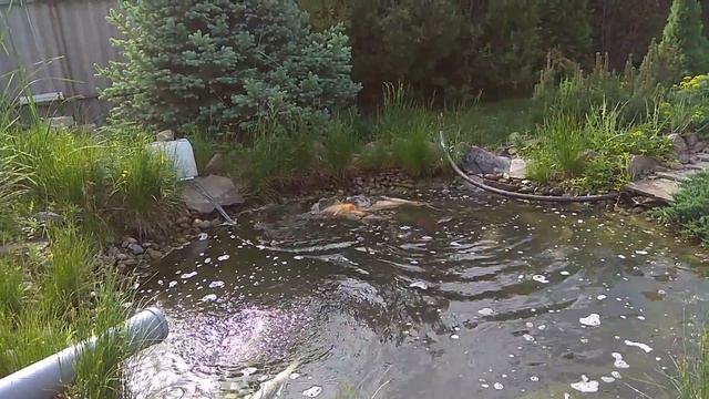 Нерест карпов кои. смотреть онлайн